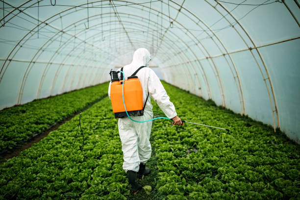 Best Pest Prevention Services  in Manor, TX
