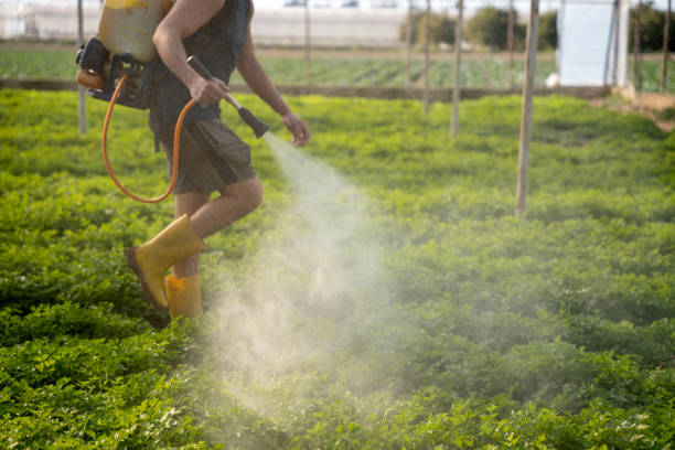 Best Pest Removal Services  in Manor, TX